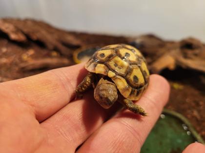 Griechische Landschildkröten Testudo hermanni