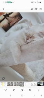 Heilige-birma Kitten