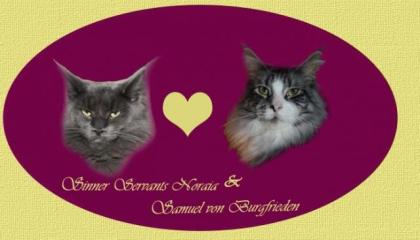 Maine Coon Kitten gesund geimpft mit Papieren und super Wesen
