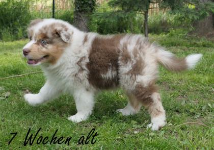 Reinrassiger Australian Shepherd Welpe red-merle weiblich
