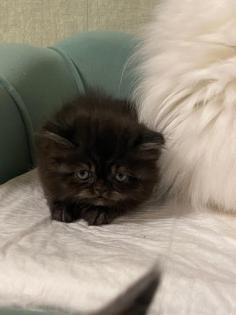 Perserkitten in schwarz kater