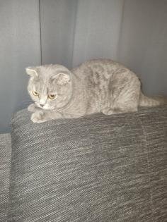 Meine verschmuste Dame Luna