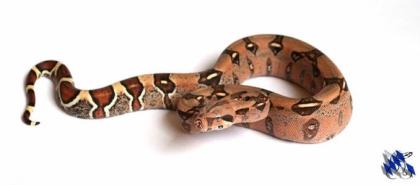 2. 3 Boa Constrictor abzuheben wegen Hobbyaufgabe