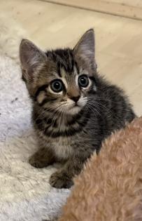 Süße verschmuste Britisch Kurzhaar Britisch Langhaar und mix Kitten Katzenbabys aus liebevoller Zuc