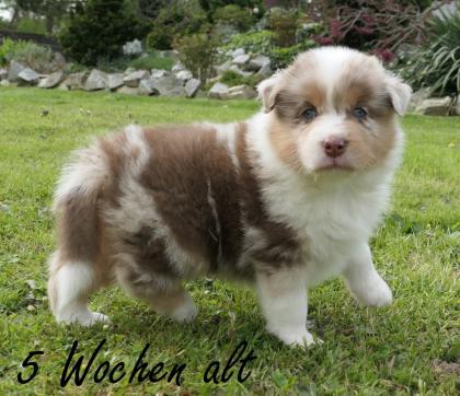 Reinrassiger Australian Shepherd Welpe red-merle weiblich