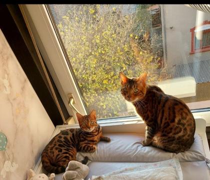 Bengalkitten suchen neues Zuhause