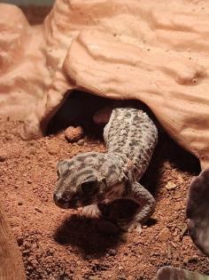 1. 0 Teratoscincus Scincus - Wundergecko