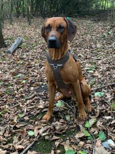 Rhodesian Ridgeback Deckrüde KEIN VERKAUF