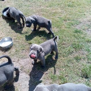 Tolle Cane Corso Welpen blueliner