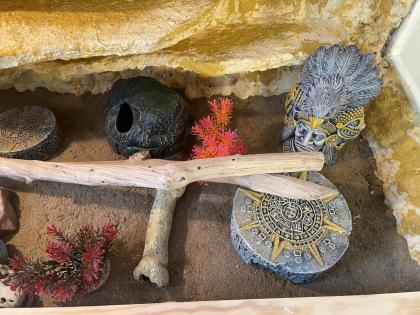 Leopardgecko Gruppe 8 Tiere mit Terrarium