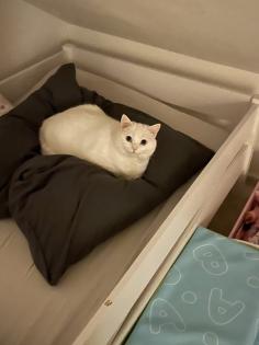 Perser Mix Katzen / Kater