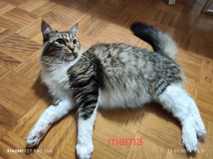 Maine Coon kitten Babykatzen