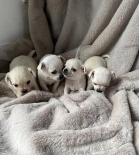 4 Chihuahua-Welpen zu verkaufen. 3 Männer und 1 Frau