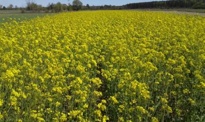 Bauernhof Ukraine gratis mit Pachtland in jeder Grösse