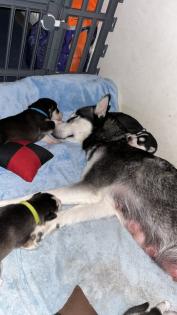 Sibirien Husky Welpen