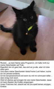Norwegische-/sibirische Waldkatzen Babys 12 Wochen
