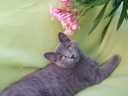 Süße kleine Kätzchen / Kitten / Katzenbabys
