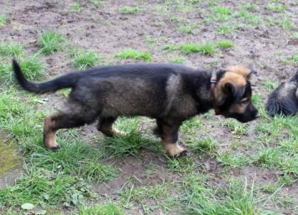 Obiwan Rüde Welpe Altdeutscher Schäferhund DDR Linien