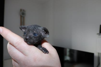 5 liebevoll Sphynx kätzchen