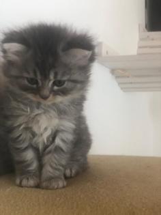 Perser Kater kitten