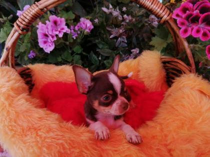 Süße Chihuahua-Welpen