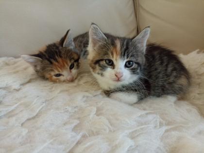 Glückskätzchen Kleine Kätzchen Kitten