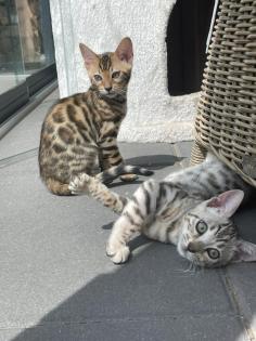 Bengalen Babys suchen neue Dosenöffner