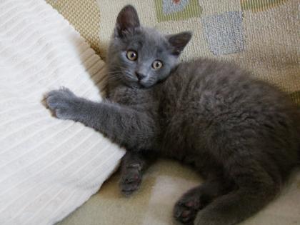 Süße kleine Katzenbabys / Kätzchen / Kitten