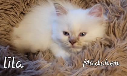 Heilige Birma Kitten
