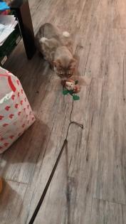 Süßer Bengal - Kater Balu sucht ein neues Zuhause