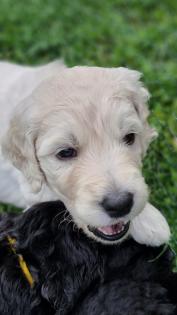 Goldendoodle F1B Welpen