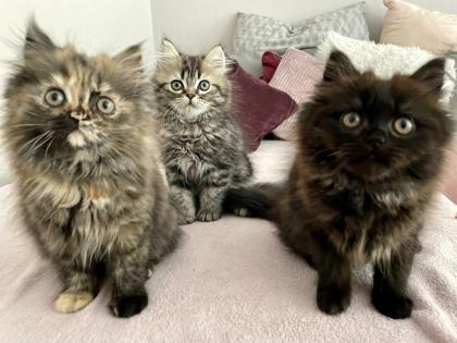 Perser Kitten Kätzchen geimpft abgabebereit
