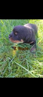 Rottweiler Rottweilerwelpen