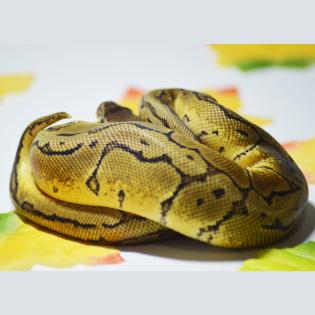 0. 2 Calico Pastel Pinstripe Calico Blast 66 Het Piebald ENZ 06. 22 Königspython