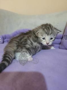 Wundervolle Maine Coon Kitten
