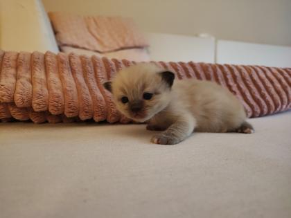 Ragdoll Main Coon Kitten suchen Zuhause