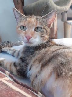 Sweety Glückskatze sucht dringend ein Zuhause aus dem Tierschutz / gechipt geimpft kastriert