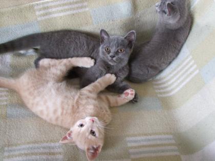 Süße kleine Katzenbabys / Kätzchen / Kitten
