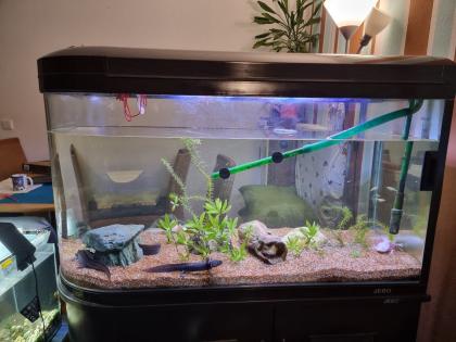 Adulte Axolotl Aquarium