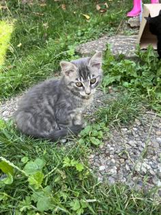 Mischling Katzen Kitten