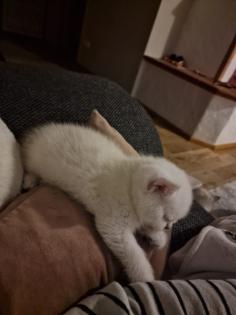 Süße BKH kitten ns 1133 mit Blauen augen