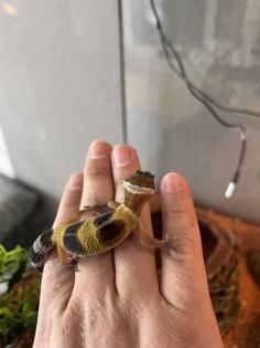 Junge Leopardgeckos abzugeben