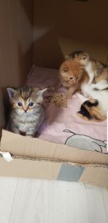 Bkh Kitten 2 Glückskatzen 3 farbig