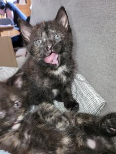 Katzenkinder Katzenbabys