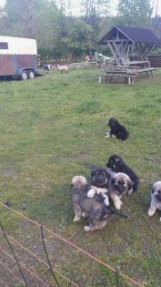 Sarplaninac Welpen Herdenschutzhund