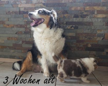 Reinrassiger Australian Shepherd Welpe red-merle weiblich