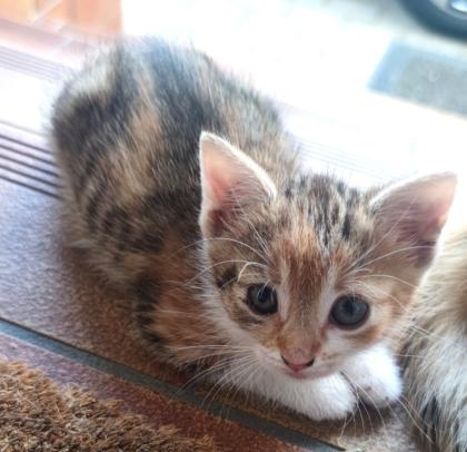 Katzenbabys zu verschenken