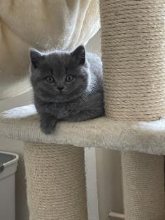 Britisch kurzhaar kitten