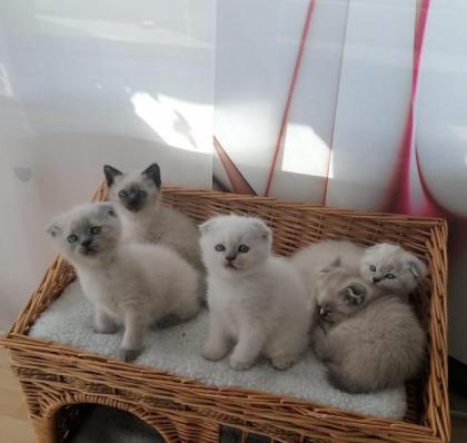 Scottish Fold und Britisch Kurzhaar Mix