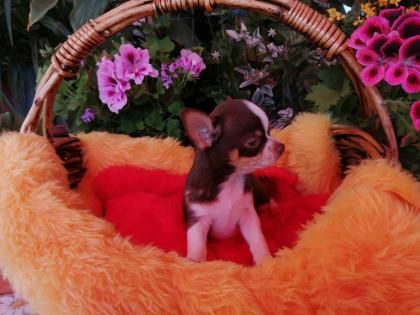 Süße Chihuahua-Welpen